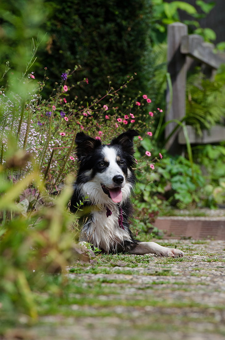 dārza, Britu aitu suns, jauks laiks, saule, suns basks, suns un dārzs, portrets