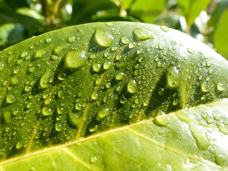 nature, green, raindrop, leaf, drop, green Color, freshness
