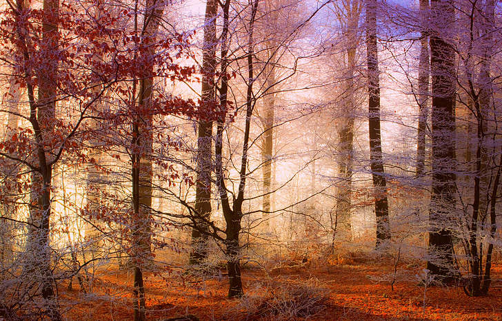 ป่า, ธรรมชาติ, ภูมิทัศน์, ในฤดูหนาว, หิมะ, ต้นไม้, ต้นไม้