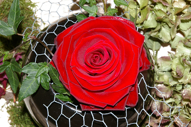 stieg, rote rose, Blume, Rosenblüte, Duft, Schönheit, romantische