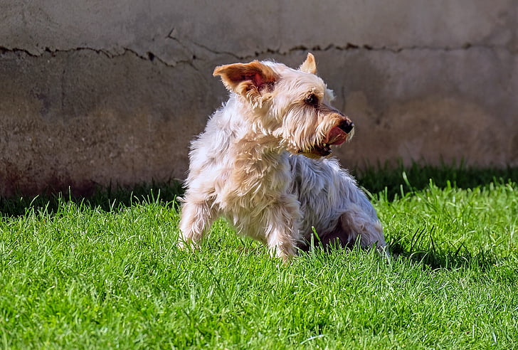 dog, yorkshire terrier, small, old, meadow