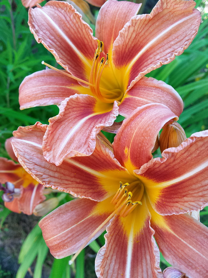 Lily, fleur, rouge, jaune, nature