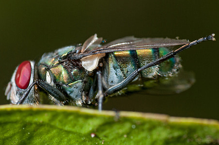 Fly, Roztáhnout nohy, makro, Podrobnosti, hmyz, křídlo, volně žijící zvířata