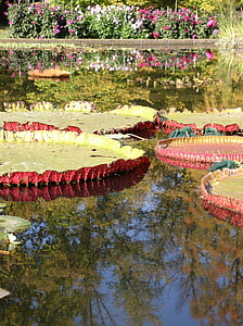 water lilies, pond, water, nature, lake rose, lake, aquatic plants
