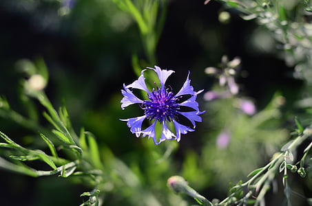 centaurea, 꽃, 꽃, 플로 라, 여름, 자연, 근접 촬영