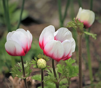 spring flower, flower garden, bud, anemone, nature, plant, flower