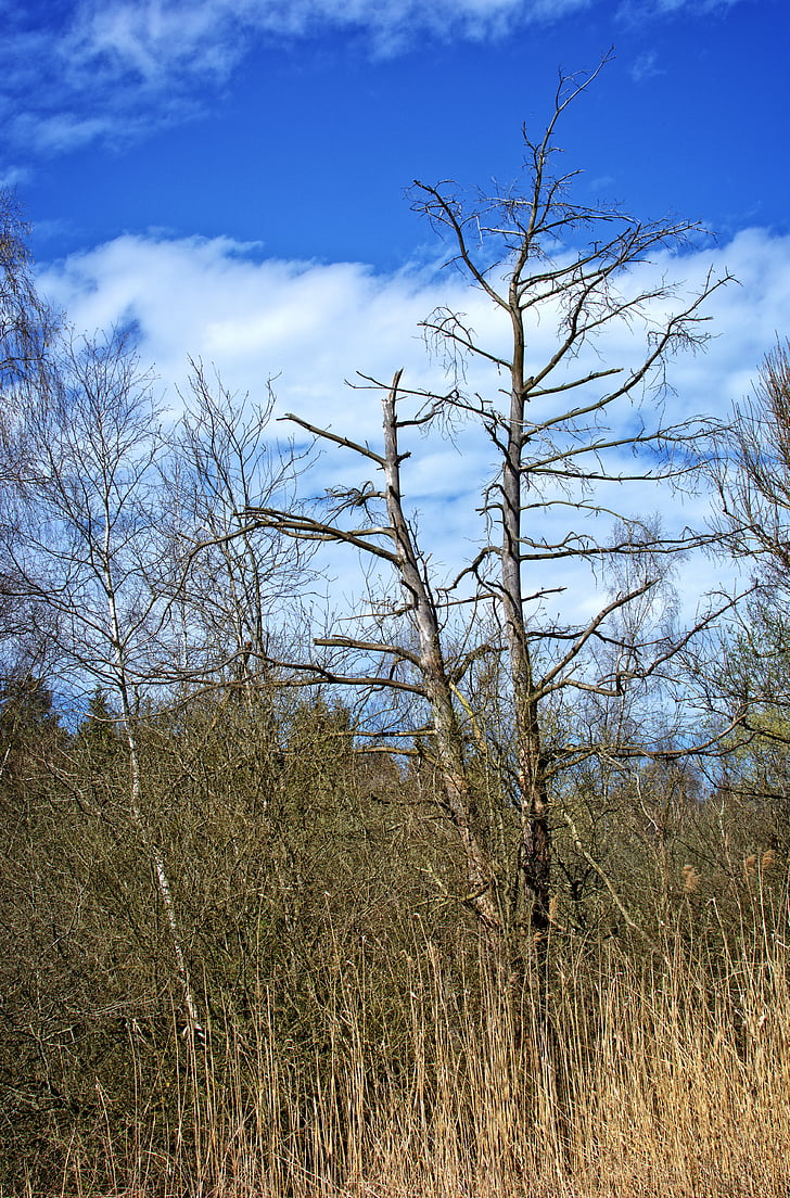 tree, aesthetic, kahl, dead plant, sky, winter, branches
