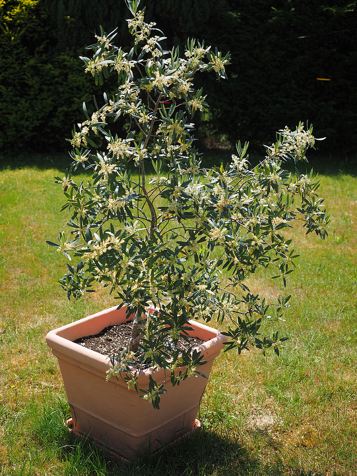 olive tree, flowers, white, oblong, olive blossoms, olea europaea, real tree