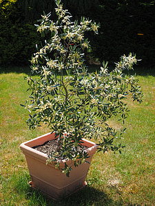 oliventræ, blomster, hvid, aflang, oliven blossoms, Olea europaea, reelle træ
