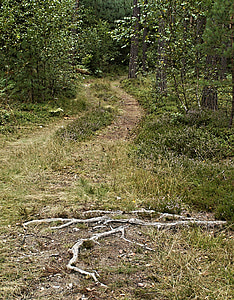 Forest road, cây nham lê, gốc cây, rễ cây, rừng