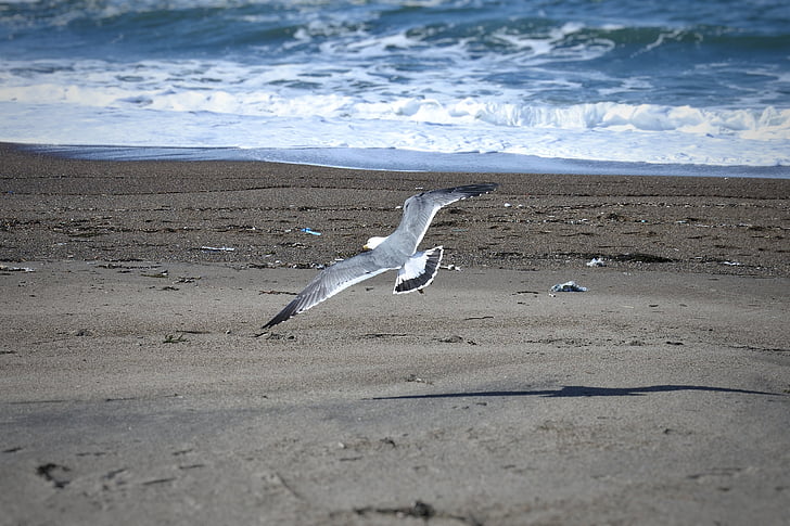 animal, sea, beach, wave, sea gull, seagull, seabird