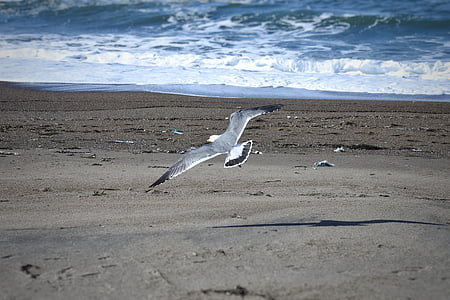dyr, havet, Beach, bølge, Sea gull, måge, havfugle