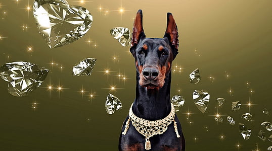 Doberman, hunden, diamant