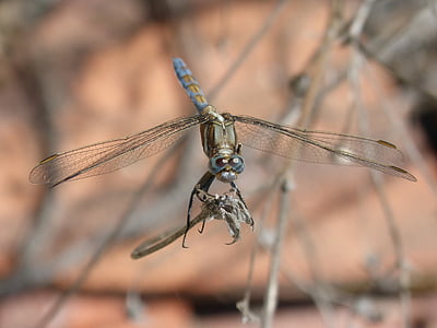 Dragonfly, blå dragonfly, orthetrum cancellatum, bevinget insekter, detaljer, skjønnhet