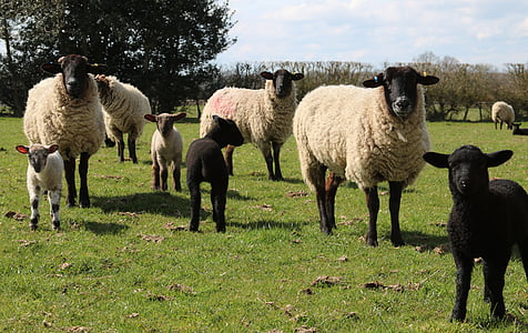 sheep, lamb, field, farm, agriculture, wool, livestock