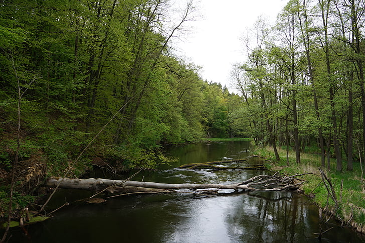 Parque nacional Drawa, naturaleza, Río, primavera, la belleza de la naturaleza