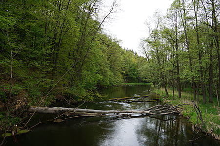 vườn quốc gia Drawno, Thiên nhiên, sông, mùa xuân, vẻ đẹp của thiên nhiên