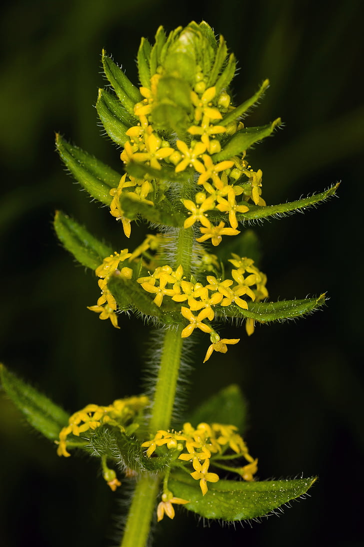 flower, macro, yellow, filigree, plant