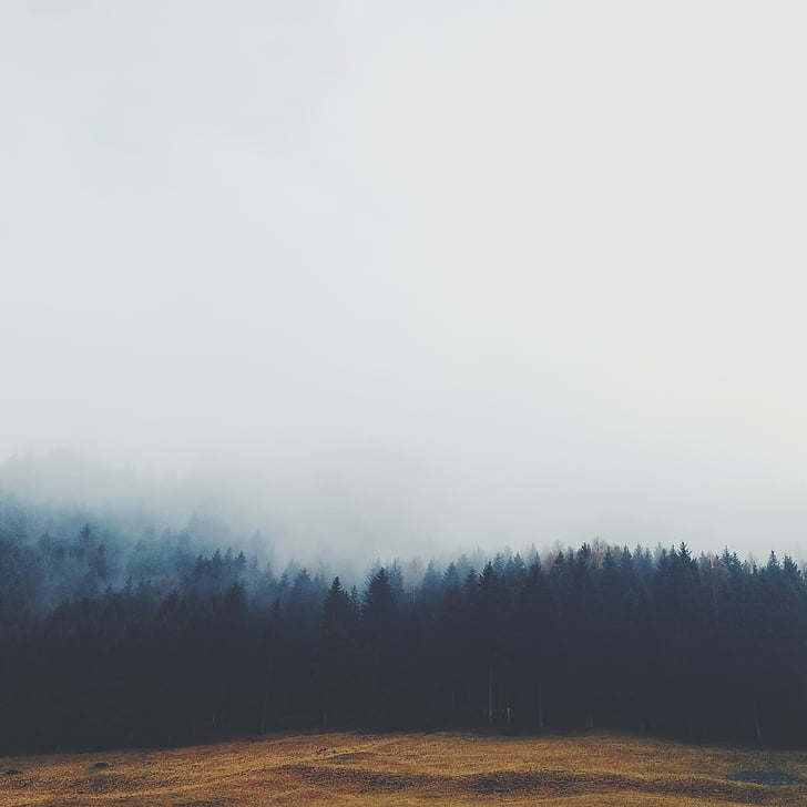 empañado, bosque, durante el día, árboles, niebla, gris, cielo