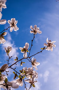 Magnolia, blomster, våren, bud, treet, rosa, full blomst