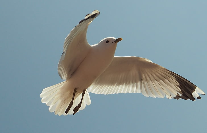 seagull, bird, water bird, baltic sea, coast, wing, flying