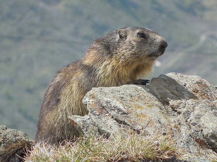 natureza, animais, Marmot
