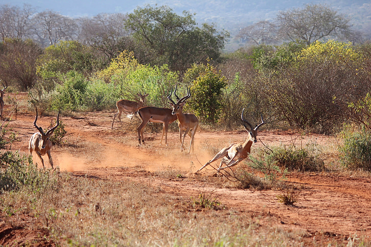 Safari, Keňa, antilopa, Tsavo, volně žijící zvířata, Afrika, Příroda