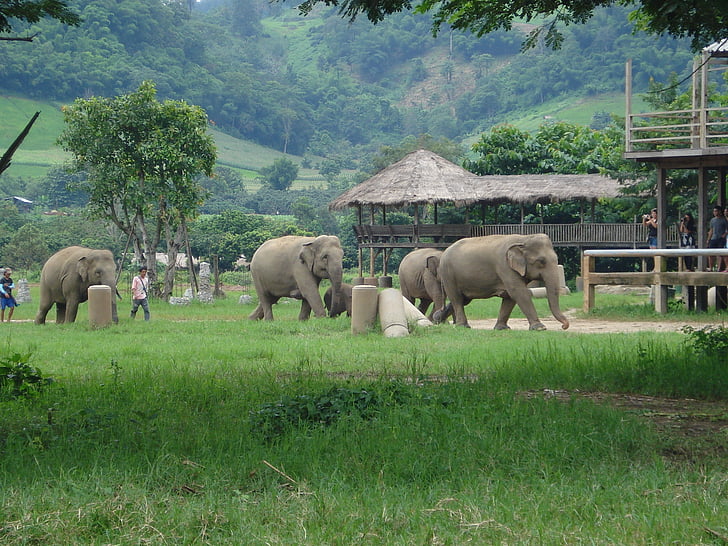 elefanter, Thailand, Elephant naturpark, elefant, djur, däggdjur, naturen