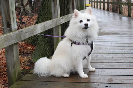 Hund, American eskimo, Tiere, Park, aus Holz, Brücke, Herbst