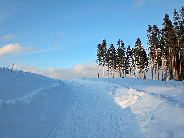 vintrig, harts, snö, vinter, naturen, kalla - temperatur, skogen