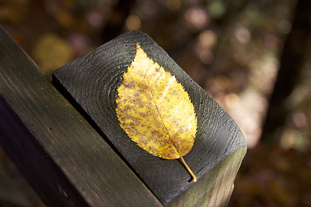 daun, closeup, musim gugur, musim gugur, kuning, posting, pagar
