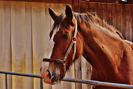 dier, schuur, bruin, Close-up, binnenlandse, paarden, hoofd