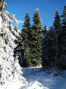 bosc, paisatge, natura, l'hivern, veure, neu, Polònia
