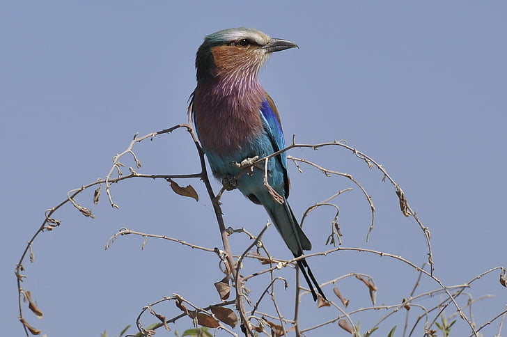 разцепен валяк, Ботсвана, Чобе река, птица, животните дивата природа, едно животно, животни в дивата природа