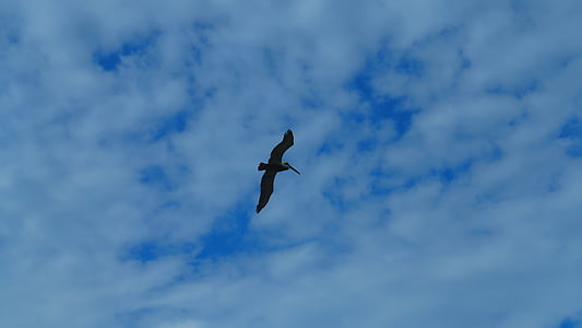 con chim, bầu trời, đôi cánh, Dom, Thiên nhiên, Các chuyến bay của một con chim, bay
