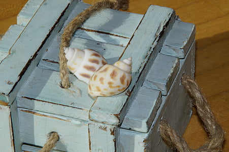 mussels, snail shells, box, maritime, decoration, deco, sea