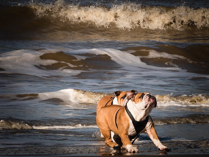 собаки на пляжі, гра собак, собака на пляжі, весело, море, стрибок, гонки
