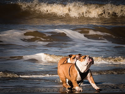 suņi uz pludmali, spēlējot suņi, suns Beach, jautri, jūra, lēkt, sacensības