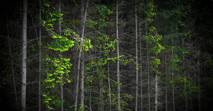 Metsä, puu, Woods, Luonto, vihreä, ympäristö, kesällä