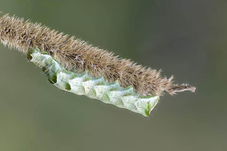Caterpillar, insetti, natura, Priorità bassa, verde, vita, estate