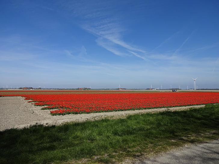 Primavera, campo de tulipa, céu azul