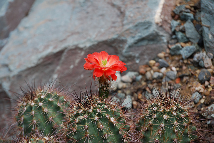 kaktusas, Cactaceae, dykumos gėlė, smailas, erškėčių