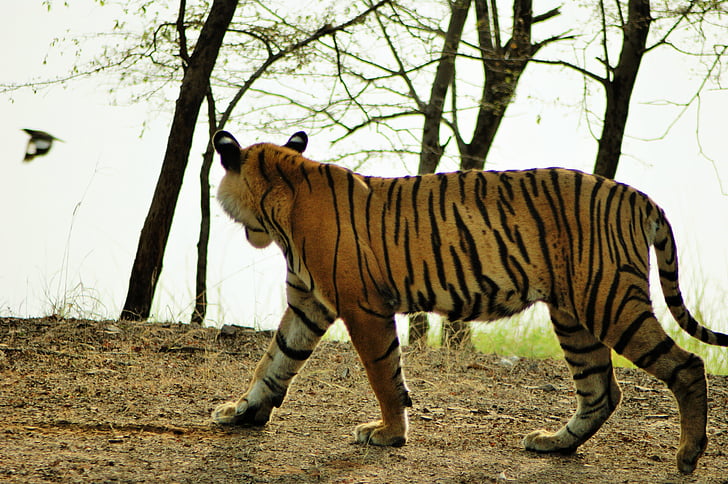 tijger, dieren in het wild, India, natuur, Wild, Feline, gestreept