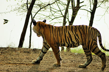 Tigre, faune, Inde, nature, sauvage, félin, rayé