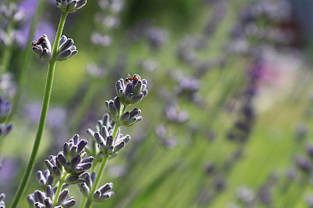levanduľa kvet, levanduľa, Mravec, hmyzu, skutočnou lavender, Vonné prípravky, Zavrieť