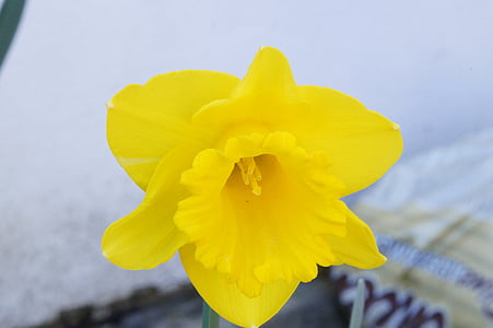 Daffodil, flor, flor, flor, primavera, groc, Narcís
