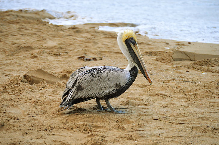 ave, pelican, sand, beach, animal, feathers, peak
