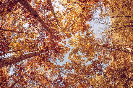 autunno, caduta, foresta, alta, foglie, cielo, alberi