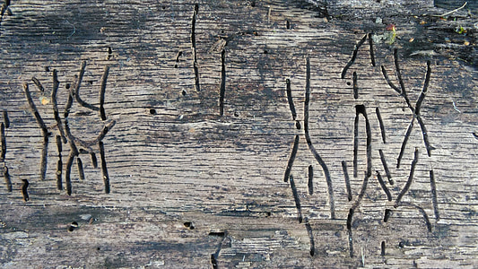 cuc de la fusta, escriptura secreta, fusta, natura, estructura, fusta seca, registre