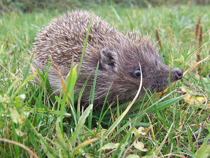 is from, hedgehog, thorns, animal, poke, grass, mammal